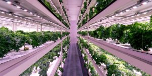 Những nông trại xanh, sạch & sang tại Quốc đảo Sư tử