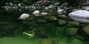 “Tiếng gọi” nơi hoang dã