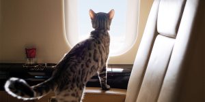 Vista Pet – dịch vụ bay cho thú cưng bằng chuyên cơ riêng