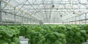 1 tỷ euro cho thành phố nhà kính có diện tích rộng bằng 500 sân bóng đá