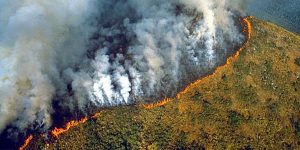 74000 vụ cháy rừng Amazon trong năm 2019: Bạn có thể làm gì để cứu lấy thảm họa này?