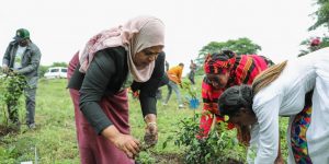 Ethipopia lập kỷ lục Guinness khi trồng 350 triệu cây mỗi ngày
