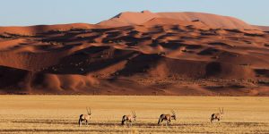Mạo hiểm kiểu thượng lưu: Kỳ 2 – Đến sa mạc Namibia cùng andBeyond