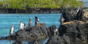 Du lịch đảo Galápagos bằng siêu du thuyền sang trọng