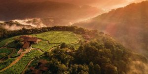 Rwanda – điểm đến dành cho những người yêu động vật