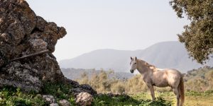 The Travel Luxe Issue: Cả thế giới đang đi thật chậm