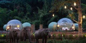 Trải nghiệm du lịch Thái Lan: Nghỉ đêm dưới mái vòm kính bên đàn voi khổng lồ