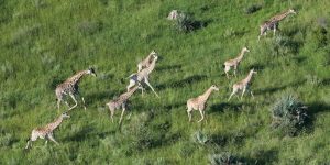 ECOXURY: Top 3 trải nghiệm safari độc đáo nhất mà bạn nên thử khi đến với châu Phi