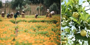 Khu vườn Ourika tại Morocco: “Đất thánh” trọn đời của Yves Saint Laurent