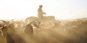 The Travel Curator Issue: Nơi có ánh hoàng kim rực rỡ