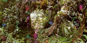 Triển lãm Botanical Mind: Mối quan hệ giữa nghệ thuật và sinh thái