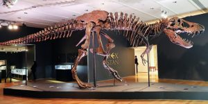 Bộ xương khủng long bạo chúa đạt mức đấu giá cao ngất ngưởng 32 triệu USD