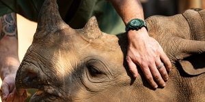 Hublot ra mắt mẫu Big Bang Unico SORAI cùng sứ mệnh bảo vệ loài tê giác