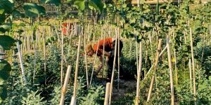 Dự án trồng rừng Sugi: Mang mảng xanh về đô thị