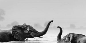 Nghệ thuật cho đi: Cần biết về 8 dự án nghệ thuật gây quỹ cho các tổ chức xã hội toàn cầu